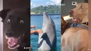 Funniest and Cutest Pets on TikTok ❤️