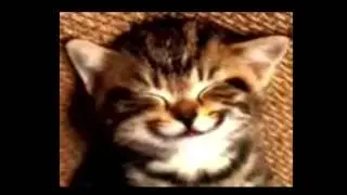 Внимание! Кот станет ПРЕЗИДЕНТОМ