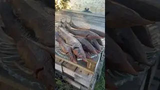 🐟Рыбки Ам-Ам 🐟Приятного аппетита🫶