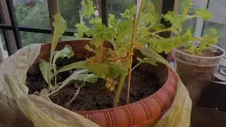 Taguchi Method - Bell Pepper Plantation by AFLB FAM