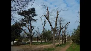 ОНИ это называют кронированием