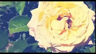 РОЗА и ПЧЕЛА (РЕТРО, Фильтры Youtube)