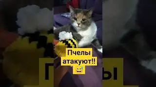 Пчела напала на Бусю! 😲🐝