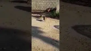 Кабки чанги тохир