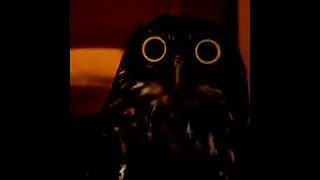 Calm Owl Meme