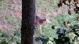 Bowhunting Whitetail Deer | 4 Kentucky bucks on an Iphone