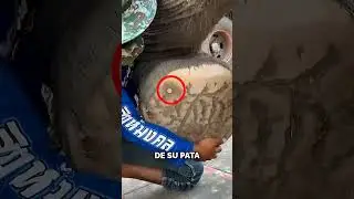 He saved the elephant from unbearable pain!