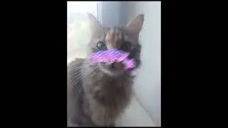 Мурка #cat #эдит #capcut #cute #funny