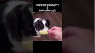 what is bro doing 😭😭😭 #dog #cute memeater3