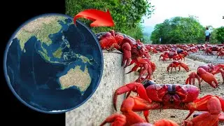 Crabs 🦀 on Google Earth and Google Maps 🌎