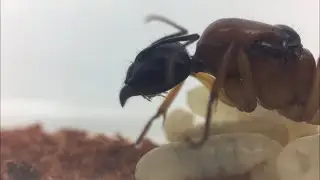 Banded sugar ant (Camponotus Consabrinus) update!