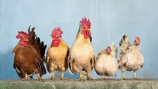 🐔 1 Hour of Relaxing Chicken Eye Soothing Footage | Calming Backyard Flock Sounds 🌿✨