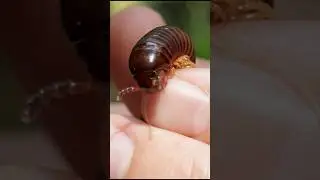 GIANT Millipede Found!