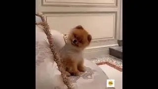 Best of 2023 funny animal videos - Kitty Poppins