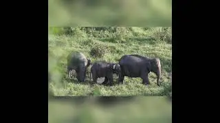 Животные в природе. Animals in nature.