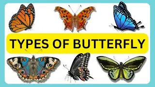 20 TYPES OF BUTTERFLY | NAME OF 20 BUTTERFLY WITH VIDEO | KIDZEE