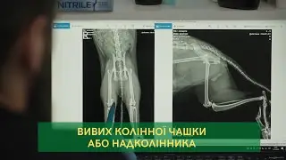 Вивих колінної чашки або надколінника у собак та котів | Ортопед Зоолюкс