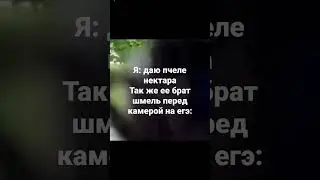 шмель жужжит 