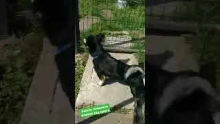 Барсік злякався млинка