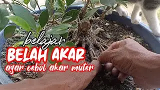 Belajar Belah Akar