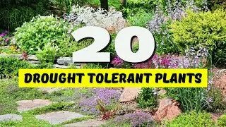 🌞 20 BEST Drought Tolerant Plants for YOUR Garden! 😱 NO WATER? NO PROBLEM! 🌵