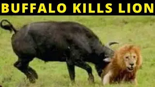 Buffalo Kills Lion In Wild ! Lion Vs Buffalo Real Fight