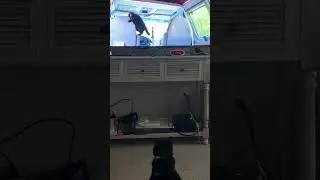 SagetheCat watching Lars the Cat #funnycats @winterisblu #catshorts