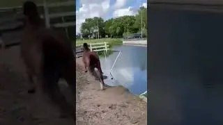 horse walking in mud 