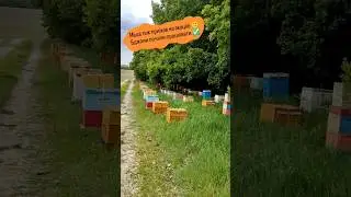 Акація почала квітнути 👍