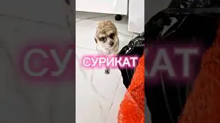 СУРИКАТ