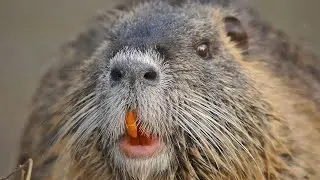 Крупная нутрия.