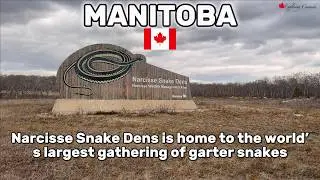 Exploring the Narcisse Snake Dens | Thousands of Snakes in Manitoba | 4K