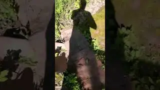 Абиссинке 8 лет!!! Полет нормальный!!!