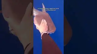 Curious Tiger Shark Swims Up To @OCEANRAMSEYSHARKS 🤩 #sharks #shark #whisperer #hawaii #ocean #a