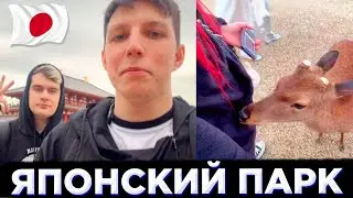 МАЗЕЛЛОВ И БРАТИШКИН ГУЛЯЮТ ПО ЯПОНСКОМУ ПАРКУ | МАЗЕЛЛОВ КОРМИТ ОЛЕНЕЙ