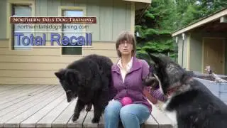 Total Recall Dog Training Class