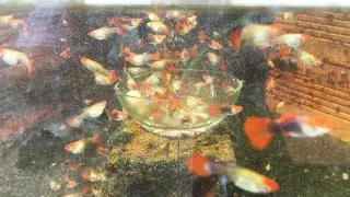 Aquarium (Balloon koi guppies) after 11 months 😍