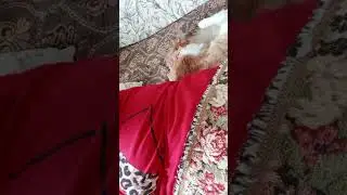 Дневной сон с котом.