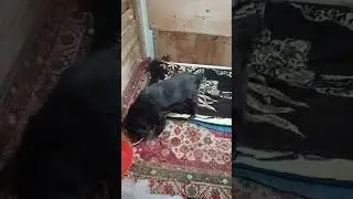 Машка и феня живут вместе    