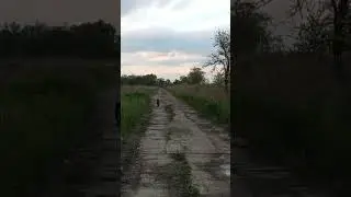 Собака vs 100 метров