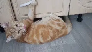 Симбочка 😍 Наш Чебурашка ❤️