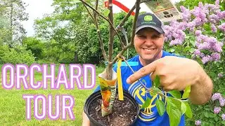 Building a Permaculture Orchard