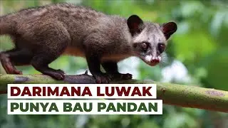 The Reason Why Civets Have a Pandan Smell 