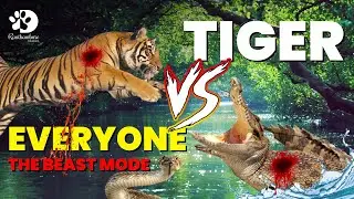 Dangerous Wildlife Attacks Simulation | Tiger attack | Animal Fights | #wildlife #trending #viral