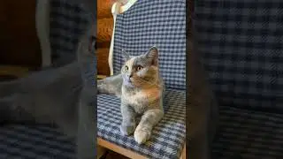 ГЛУХОЙ КОТ СЧАСТЛИВ