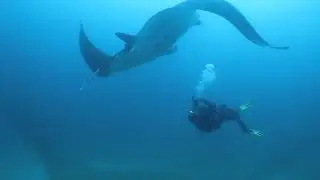 GALÁPAGOS BUCEO