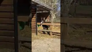 la chute d'un âne