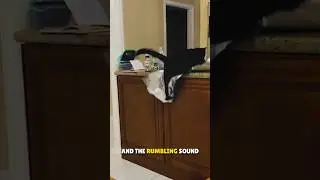 Why are cats afraid of aluminum foil 🤯