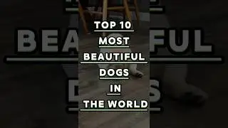 Top 10 Most Beautiful Dogs in the World 😳😊 || 
