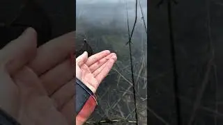 Кормлю рыбу под водой #shorts